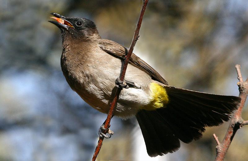 tiptolfrieda 021.jpg - Tiptol sit en sing!